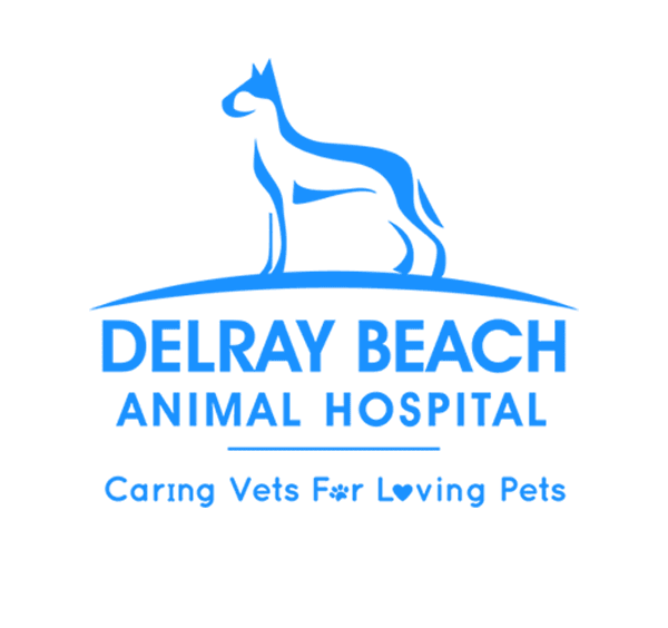 Delray Beach Animal Hospital l Veterinarian Delray Beach FL, Boca Raton FL,  Boynton Beach FL, Lake Worth FL