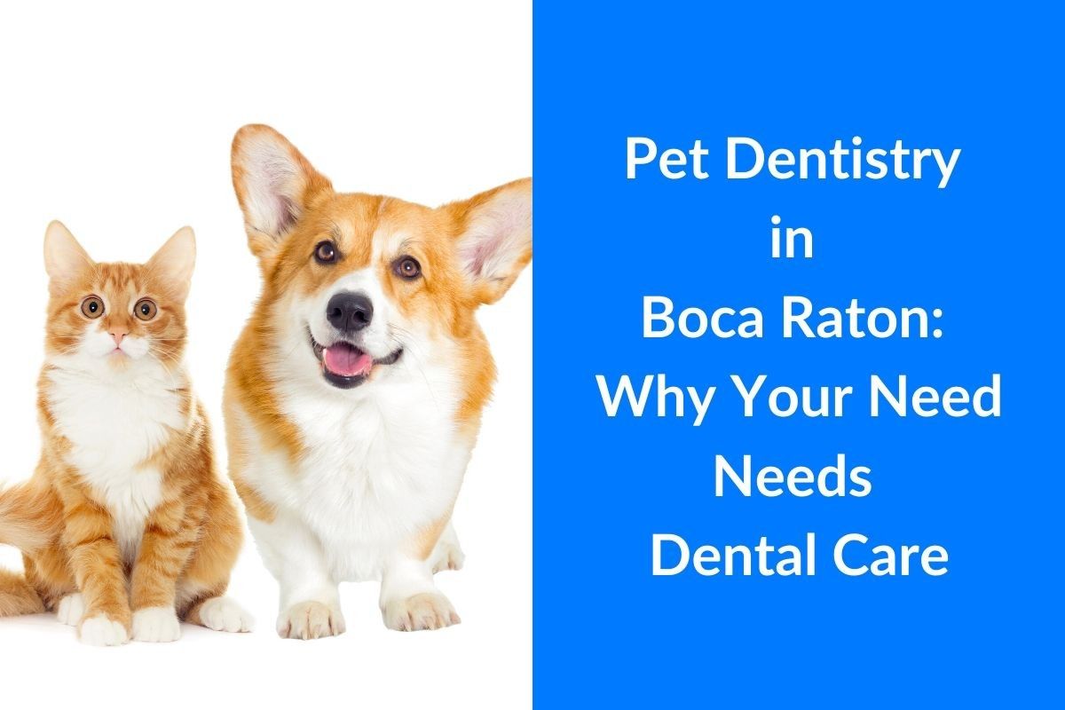 Pet-Dentistry-in-Boca-Raton_-Why-Your-Need-Needs-Dental-Care