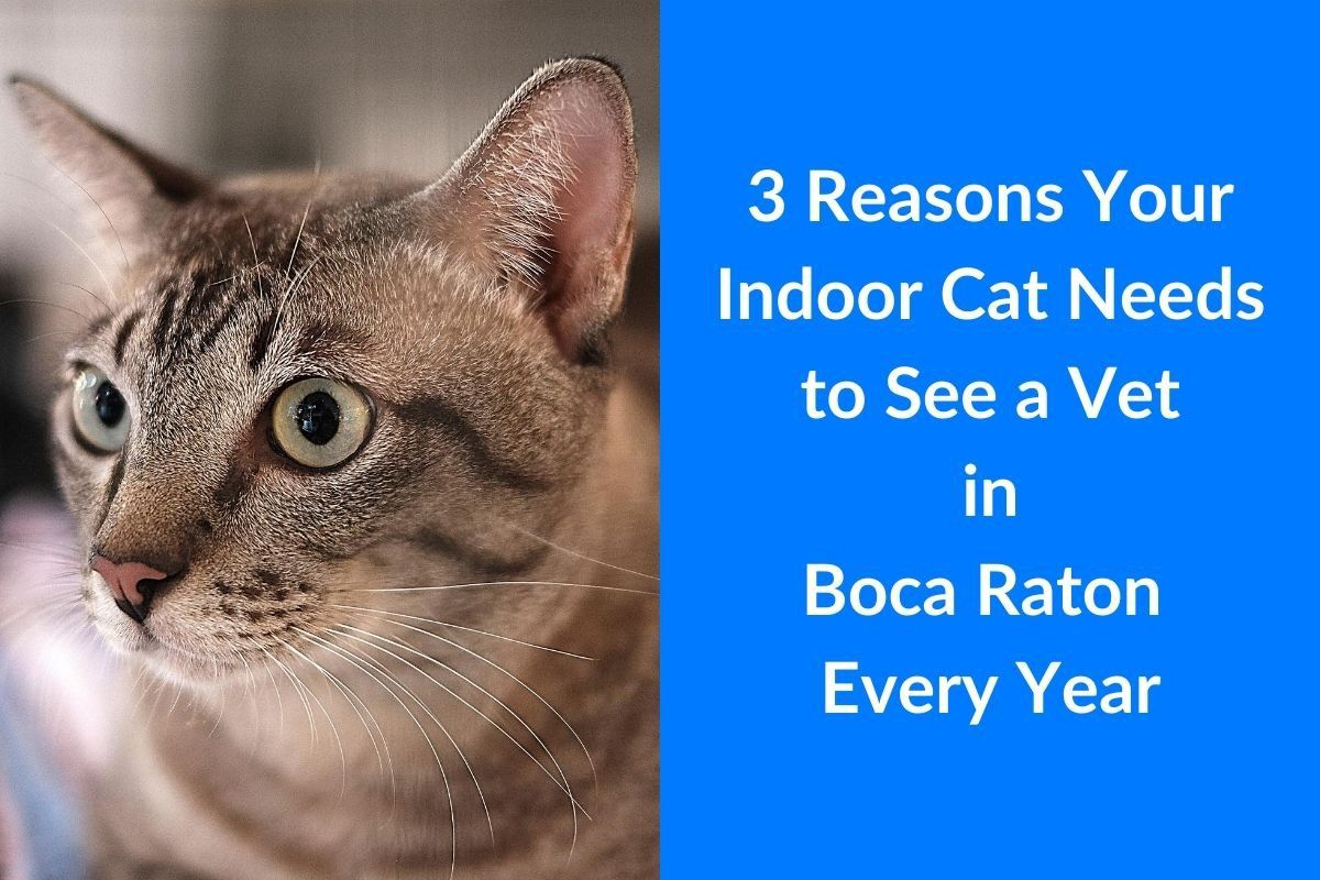 3-Reasons-Your-Indoor-Cat-Needs-to-See-a-Vet-in-Boca-Raton-Every-Year