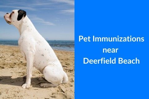 Pet-Immunizations-near-Deerfield-Beach