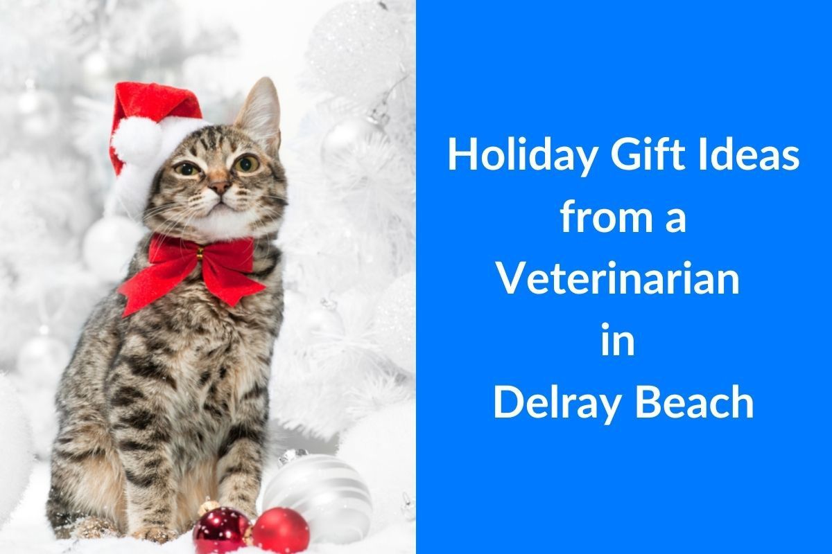 Holiday-Gift-Ideas-from-a-Veterinarian-in-Delray-Beach