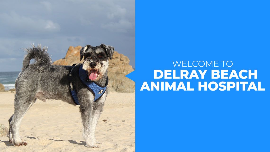 Welcome to Delray Beach Animal Hospital - Blog