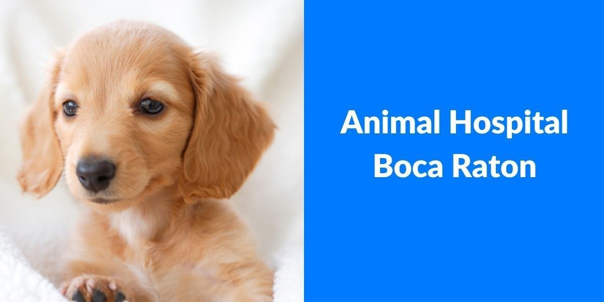 Animal_Hospital_Boca_Raton