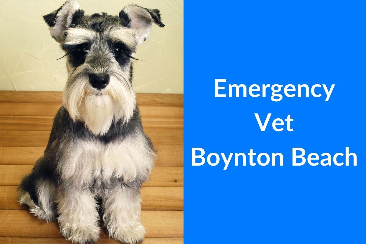 blue emergency vet