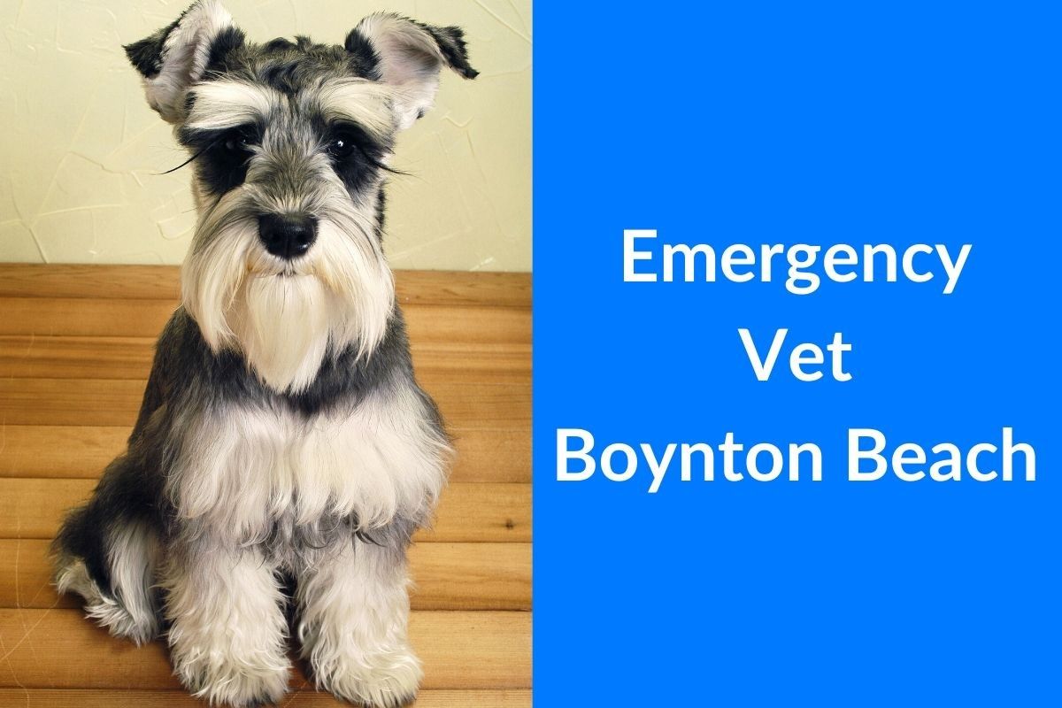 Emergency Vet Boynton Beach - Blog