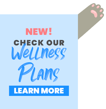 Wellness Plans | Pop-up